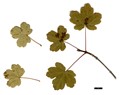 SpeciesSub: subsp. keckianum